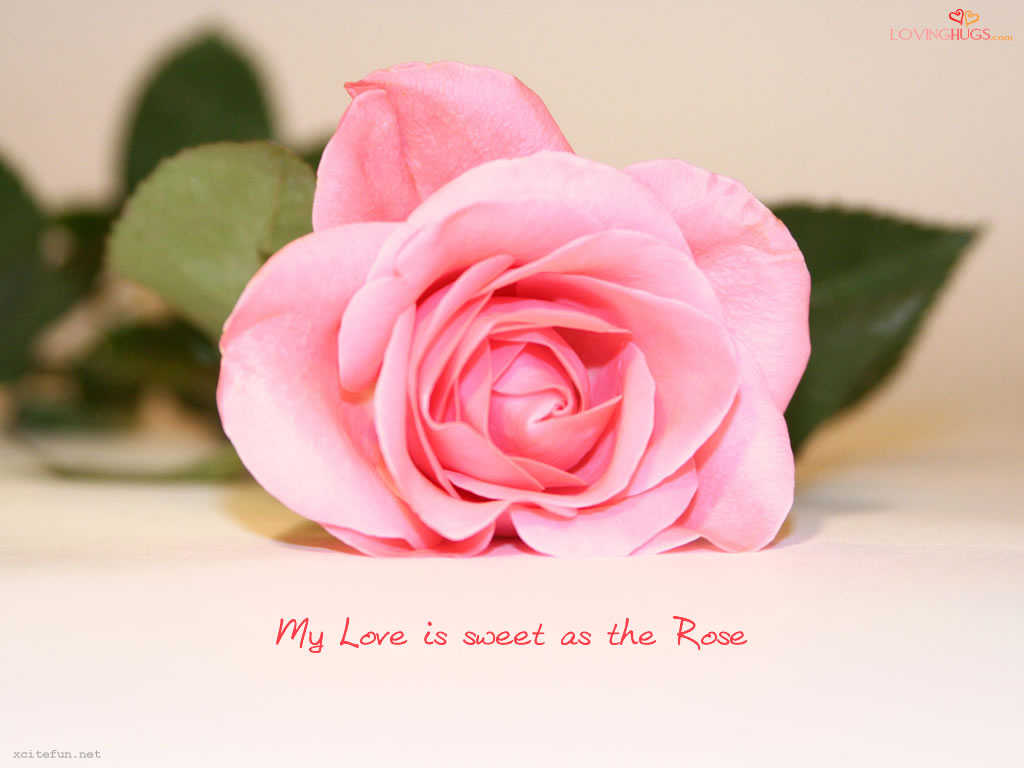 Images Of Roses With Love Quotes