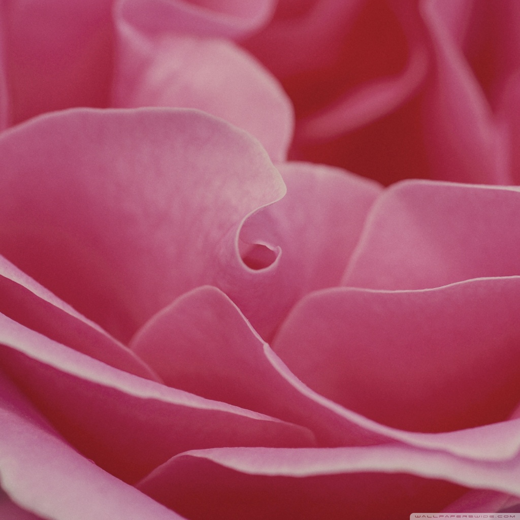 Ipad Wallpaper Pink Rose