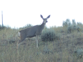 Deer