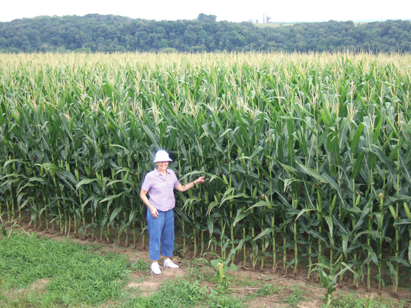 Corn Field