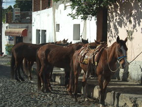 Horses