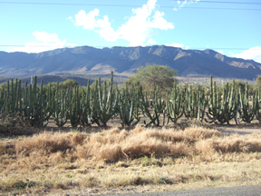 Mexico January