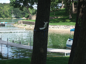 White Squirrel